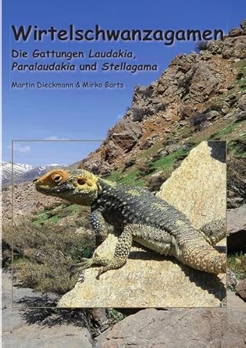 Wirtelschwanzagamen: Die Gattungen Laudakia, Paralaudakia und Stellagama