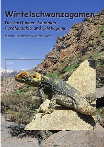 Wirtelschwanzagamen: Die Gattungen Laudakia, Paralaudakia und Stellagama