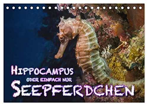 Hippocampus oder einfach nur Seepferdchen (Tischkalender 2024 DIN A5 quer), CALVENDO Monatskalender von CALVENDO