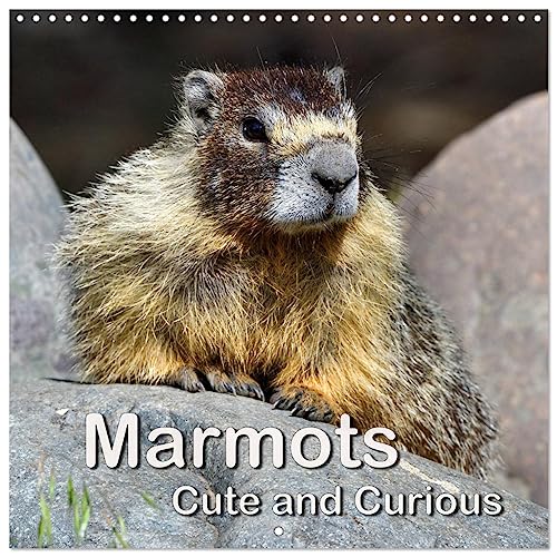 Marmots - Cute and Curious (Wall Calendar 2025 12 × 12 Inch) CALVENDO 12 Month Wall Calendar