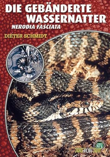Die Gebänderte Wassernatter: Nerodia fasciata