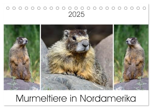 Murmeltiere in Nordamerika (Tischkalender 2025 DIN A5 quer), CALVENDO Monatskalender von CALVENDO