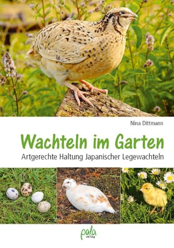 Wachteln im Garten: Artgerechte Haltung Japanischer Legewachteln von pala