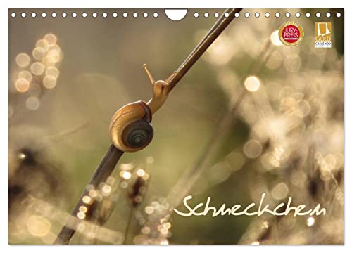 Schneckchen (Wandkalender 2025 DIN A4 quer), CALVENDO Monatskalender von CALVENDO