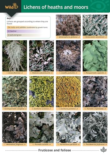 Guide to Lichens of Heaths and Moors