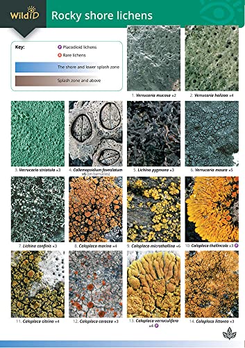 Guide to Rocky Shore Lichens von Field Studies Council