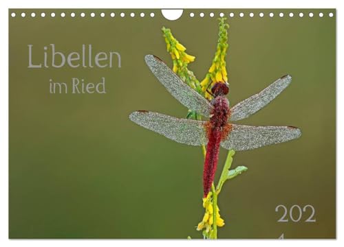 Libellen im Ried (Wandkalender 2025 DIN A4 quer), CALVENDO Monatskalender: Libellen - Faszination am frühen Morgen bei Sonnenaufgang im Ried. von CALVENDO