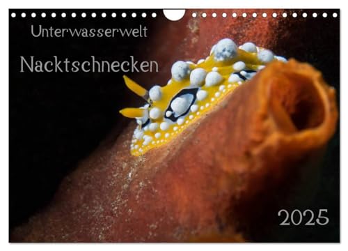 Unterwasserwelt Nacktschnecken (Wandkalender 2025 DIN A4 quer), CALVENDO Monatskalender von CALVENDO