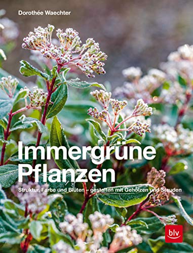 Immergrüne Pflanzen: Struktur, Farbe und Blüten - Gestalten mit Gehölzen und Stauden (BLV Pflanzenpraxis) von Gräfe und Unzer