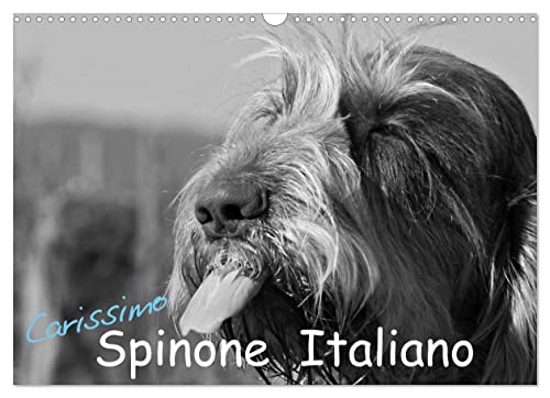 Carissimo Spinone Italiano (Wandkalender 2023 DIN A3 quer): Ein Portrait des Spinone Italiano (Monatskalender, 14 Seiten ) (CALVENDO Tiere) von CALVENDO