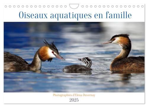 Oiseaux aquatiques en famille (Calendrier mural 2025 DIN A4 vertical), CALVENDO calendrier mensuel: Oiseaux aquatiques avec leur progéniture au quotidien von Calvendo