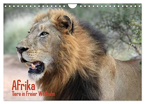 Afrika. Tiere in freier Wildbahn (Wandkalender 2025 DIN A4 quer), CALVENDO Monatskalender von CALVENDO