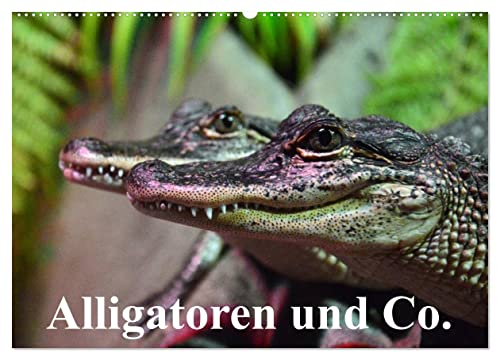 Alligatoren und Co. (Wandkalender 2025 DIN A2 quer), CALVENDO Monatskalender