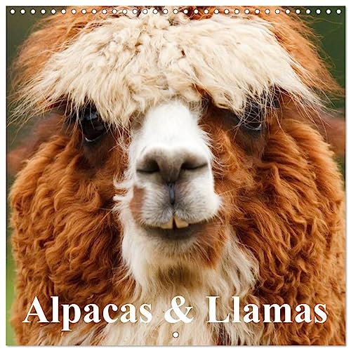 Alpacas & Llamas (Wandkalender 2024 30x30 cm 30x60 cm geöffnet) CALVENDO Broschürenkalender mit Monatskalendarium zum Eintragen