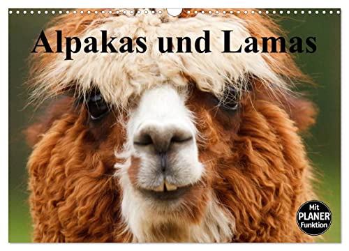 Alpakas und Lamas (Wandkalender 2024 DIN A3 quer), CALVENDO Monatskalender