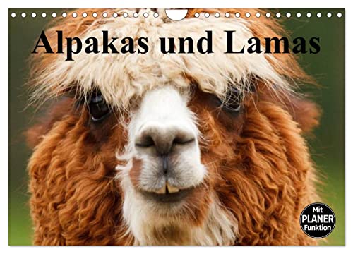Alpakas und Lamas (Wandkalender 2024 DIN A4 quer), CALVENDO Monatskalender