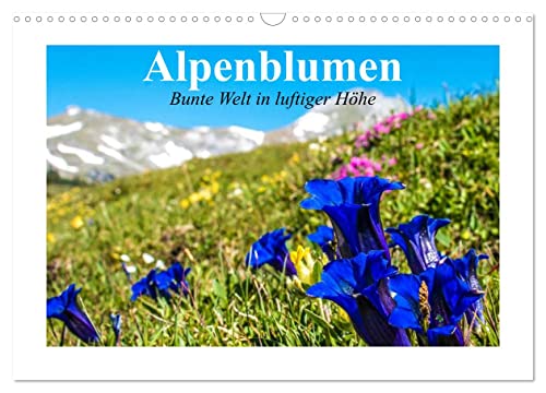 Alpenblumen. Bunte Welt in luftiger Höhe (Wandkalender 2025 DIN A3 quer), CALVENDO Monatskalender von CALVENDO