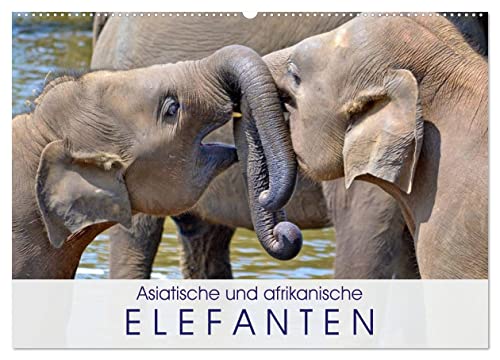 Asiatische und afrikanische Elefanten (Wandkalender 2024 DIN A2 quer), CALVENDO Monatskalender