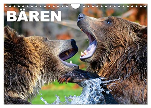 Bären (Wandkalender 2024 DIN A4 quer), CALVENDO Monatskalender von CALVENDO