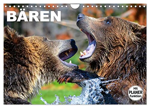 Bären (Wandkalender 2024 DIN A4 quer), CALVENDO Monatskalender