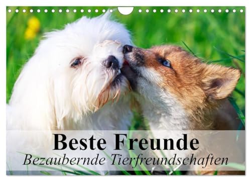 Beste Freunde - Bezaubernde Tierfreundschaften (Wandkalender 2024 DIN A4 quer), CALVENDO Monatskalender: Besondere Tierfreundschaften in wunderschönen Bildern