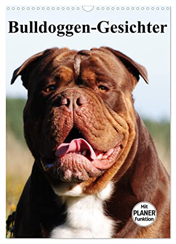 Bulldoggen-Gesichter (Wandkalender 2024 DIN A3 hoch), CALVENDO Monatskalender