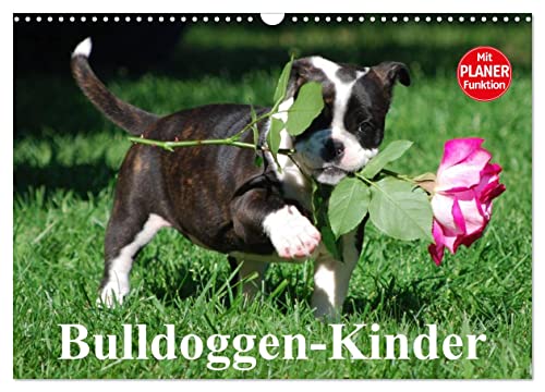 Bulldoggen-Kinder (Wandkalender 2024 DIN A3 quer), CALVENDO Monatskalender