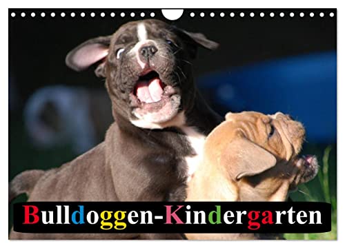 Bulldoggen-Kindergarten (Wandkalender 2024 DIN A4 quer), CALVENDO Monatskalender von CALVENDO
