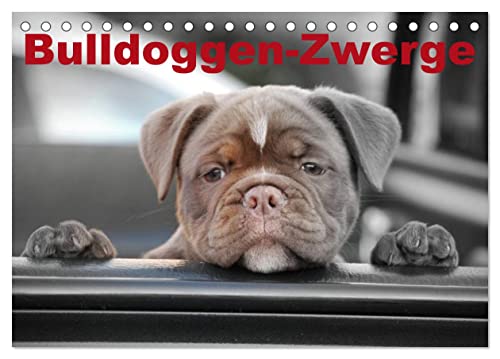 Bulldoggen-Zwerge (Tischkalender 2024 DIN A5 quer), CALVENDO Monatskalender