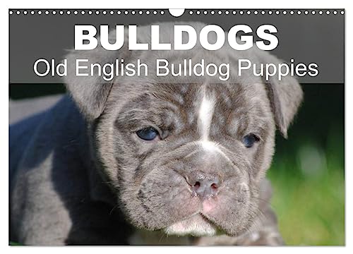 Bulldogs - Old English Bulldog Puppies (Wandkalender 2024 DIN A3 quer), CALVENDO Monatskalender