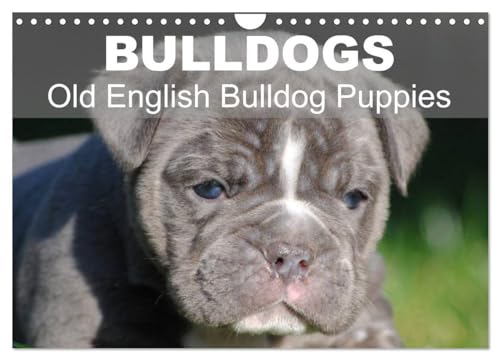 Bulldogs - Old English Bulldog Puppies (Wandkalender 2024 DIN A4 quer), CALVENDO Monatskalender: Beautiful bulldog puppies in the sun