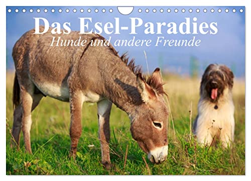 Das Esel-Paradies - Hunde und andere Feunde (Wandkalender 2024 DIN A4 quer), CALVENDO Monatskalender von CALVENDO