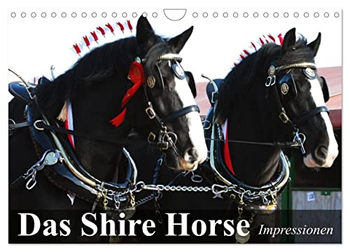 Das Shire Horse. Impressionen (Wandkalender 2024 DIN A4 quer), CALVENDO Monatskalender