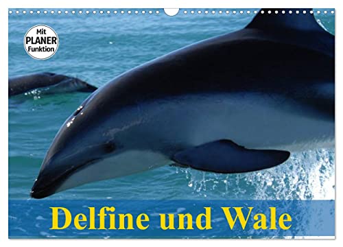 Delfine und Wale (Wandkalender 2024 DIN A3 quer), CALVENDO Monatskalender