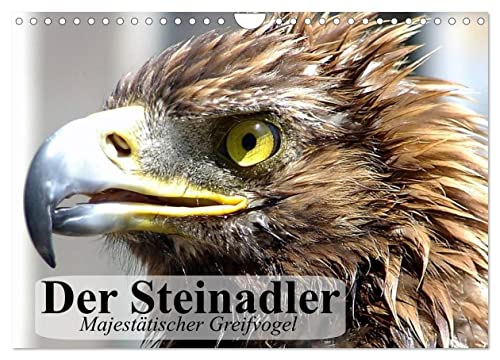 Der Steinadler. Majestätischer Greifvogel (Wandkalender 2024 DIN A4 quer), CALVENDO Monatskalender von CALVENDO