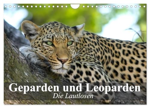Die Lautlosen. Geparden und Leoparden (Wandkalender 2025 DIN A4 quer), CALVENDO Monatskalender: Schönheit, Kraft und Ästhetik in perfekter Harmonie (CALVENDO Tiere) von CALVENDO