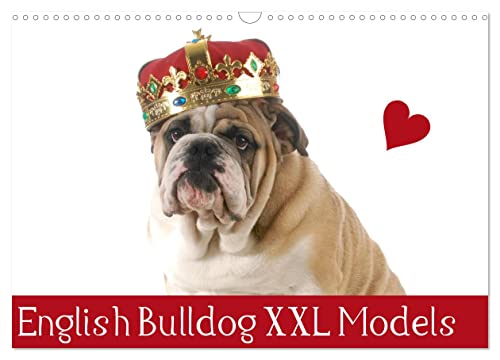 English Bulldog XXL Models (Wandkalender 2024 DIN A3 quer), CALVENDO Monatskalender