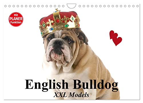 English Bulldog XXL Models (Wandkalender 2024 DIN A4 quer), CALVENDO Monatskalender von CALVENDO