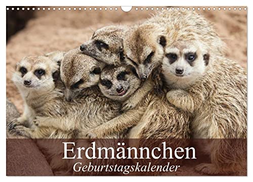 Erdmännchen (Wandkalender 2025 DIN A3 quer), CALVENDO Monatskalender von CALVENDO