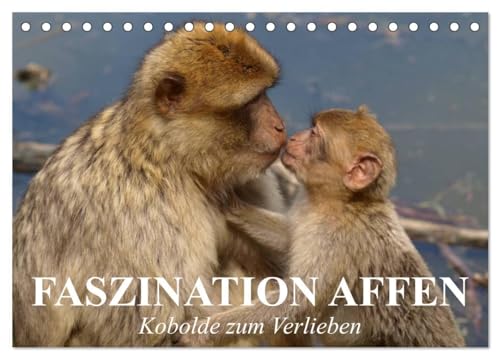 Faszination Affen. Kobolde zum Verlieben (Tischkalender 2024 DIN A5 quer), CALVENDO Monatskalender: Hübsche Äffchen mit bezaubernden Gesichtern