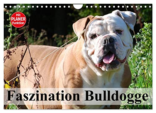Faszination Bulldogge (Wandkalender 2024 DIN A4 quer), CALVENDO Monatskalender von CALVENDO