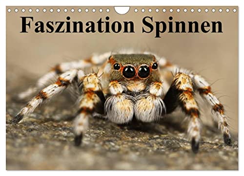 Faszination Spinnen (Wandkalender 2024 DIN A4 quer), CALVENDO Monatskalender