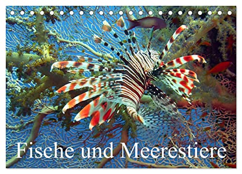 Fische und Meerestiere (Tischkalender 2024 DIN A5 quer), CALVENDO Monatskalender