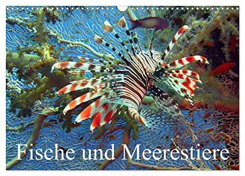 Fische und Meerestiere (Wandkalender 2024 DIN A3 quer), CALVENDO Monatskalender