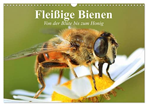 Fleißige Bienen. Von der Blüte bis zum Honig (Wandkalender 2025 DIN A3 quer), CALVENDO Monatskalender von CALVENDO