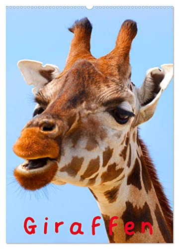 Giraffen (Wandkalender 2024 DIN A2 hoch), CALVENDO Monatskalender