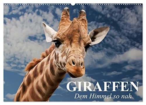 Giraffen. Dem Himmel so nah (Wandkalender 2024 DIN A2 quer), CALVENDO Monatskalender