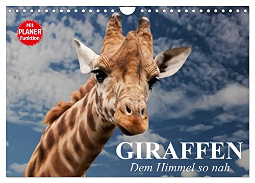 Giraffen. Dem Himmel so nah (Wandkalender 2025 DIN A4 quer), CALVENDO Monatskalender von CALVENDO