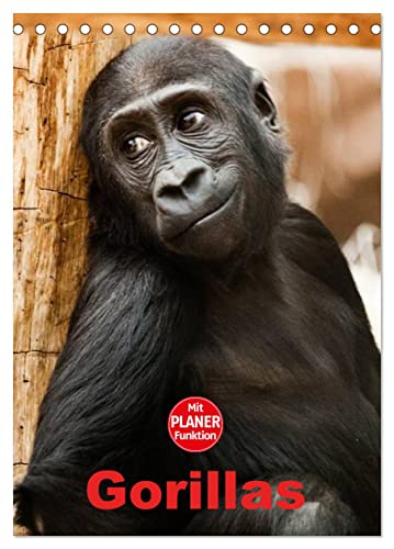 Gorillas (Tischkalender 2024 DIN A5 hoch), CALVENDO Monatskalender von CALVENDO