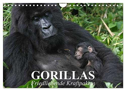 Gorillas. Friedliebende Kraftpakete (Wandkalender 2024 DIN A4 quer), CALVENDO Monatskalender